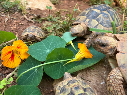Kapuzinerkresse als Schildkrötenfutter