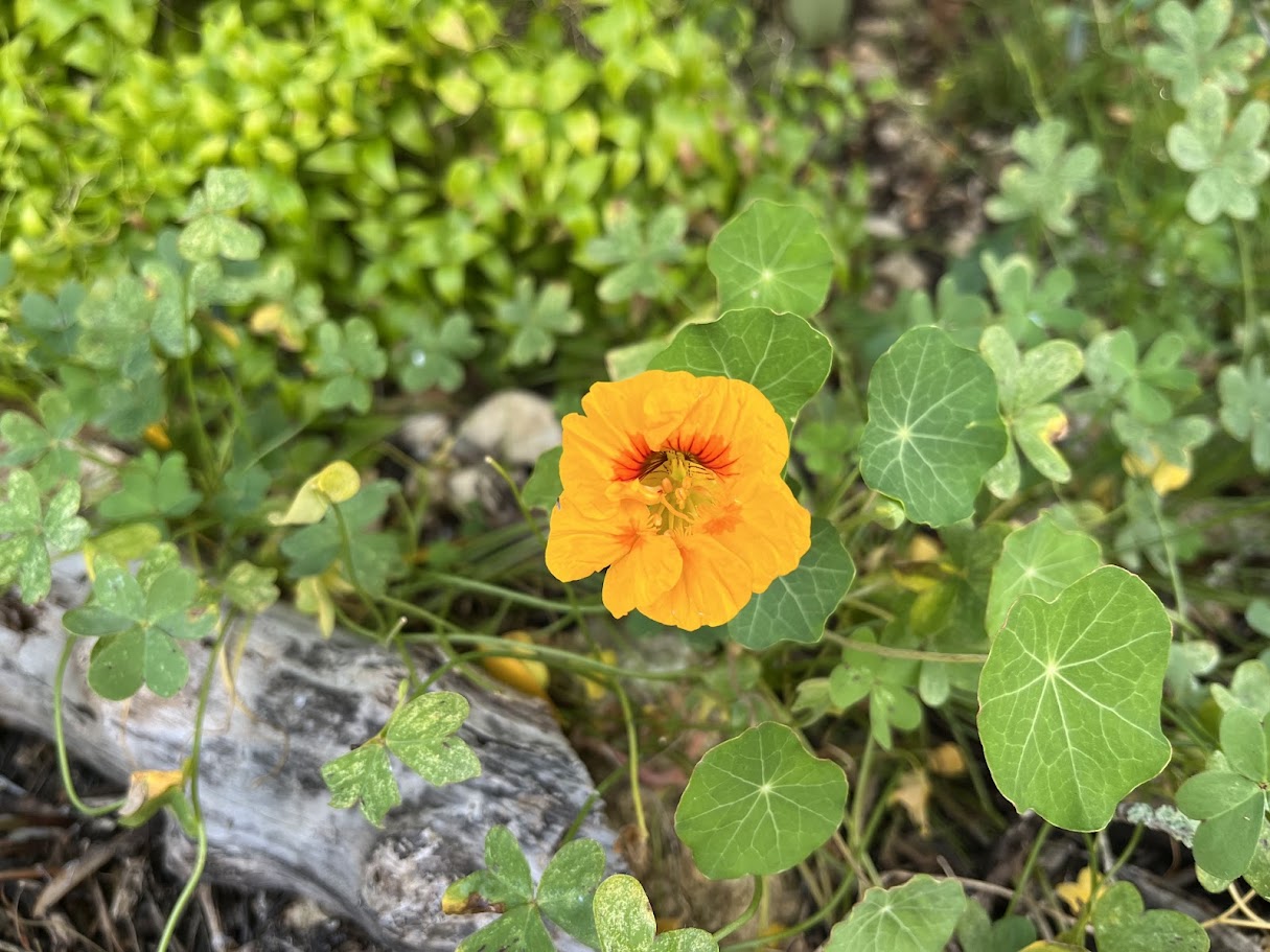 Kapuzinerkresse als Schildkrötenfutter