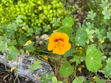 Kapuzinerkresse als Schildkrötenfutter