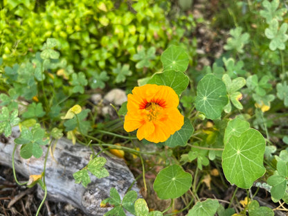 Kapuzinerkresse als Schildkrötenfutter