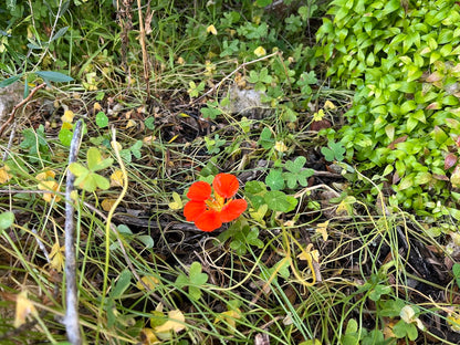Kapuzinerkresse für Landschildkröten