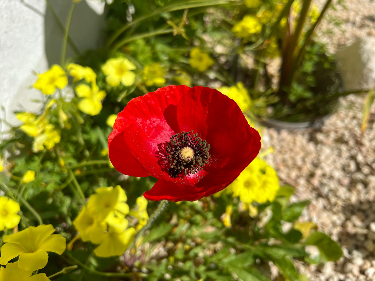 Klatschmohn im natürlichen Lebensraum Europäischer Landschildkröten