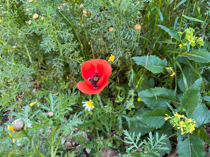 Klatschmohn im natürlichen Habitat der Griechischen Landschildkröte