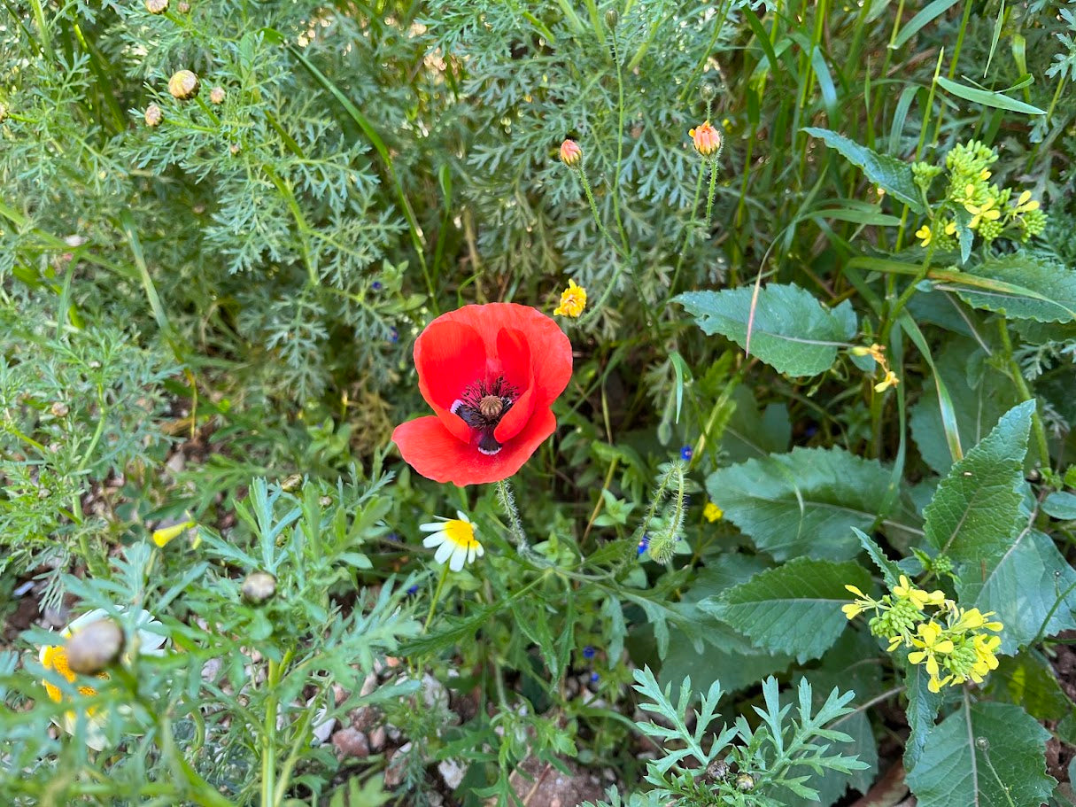 Klatschmohn im natürlichen Habitat der Griechischen Landschildkröte