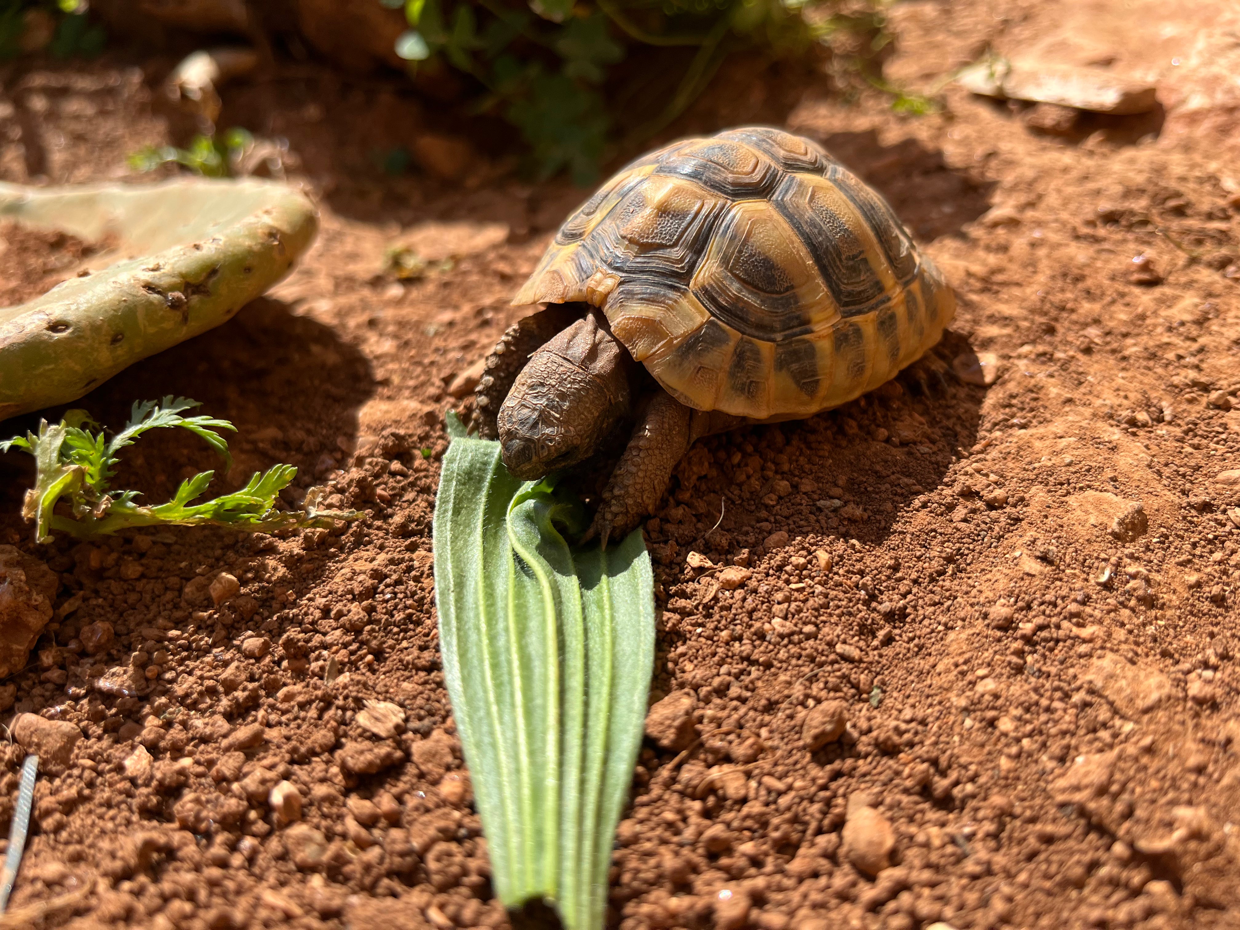 Kleine Landschildkröte frisst Spitzwegerich