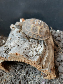 Kleine Griechische Landschildkröte auf Korkröhre