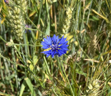 Kornblume blau (Centaurea cyanus) - Samen, Saatgut 1g