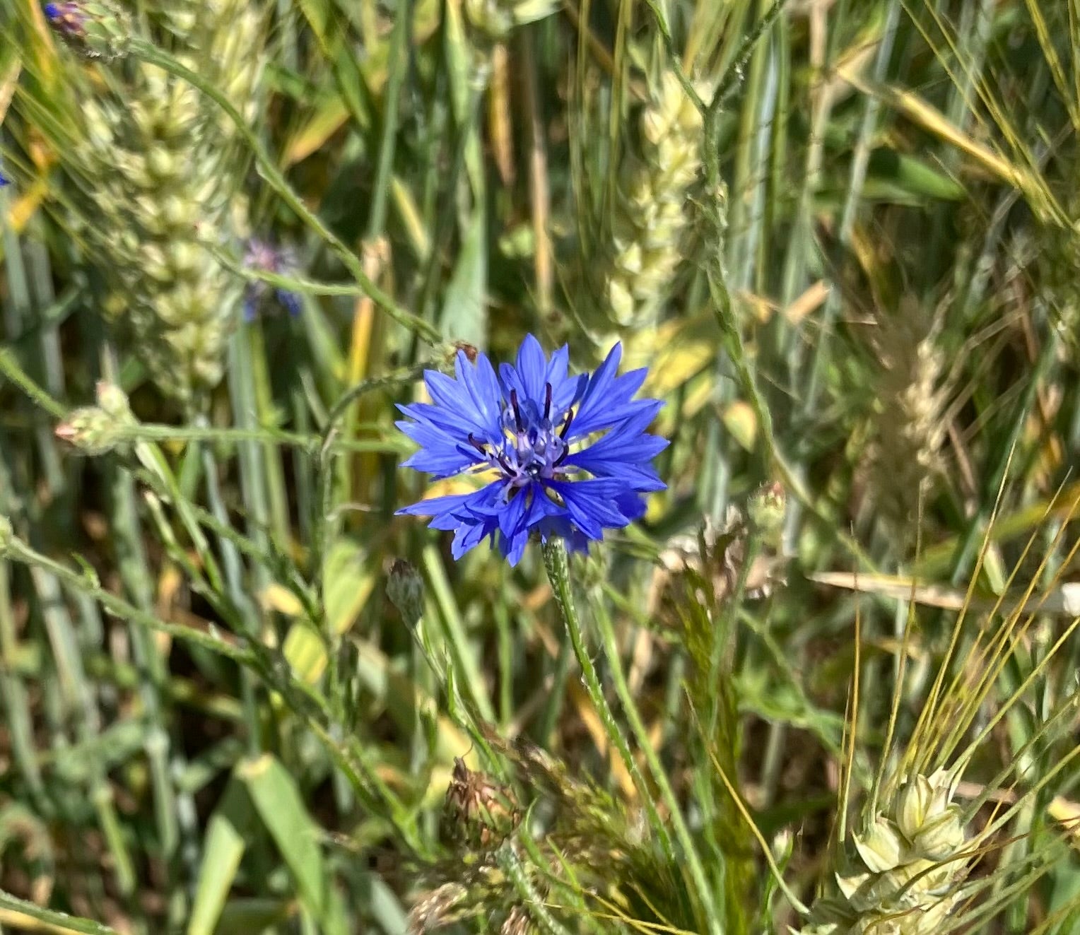 Kornblume blau (Centaurea cyanus) - Samen, Saatgut 1g