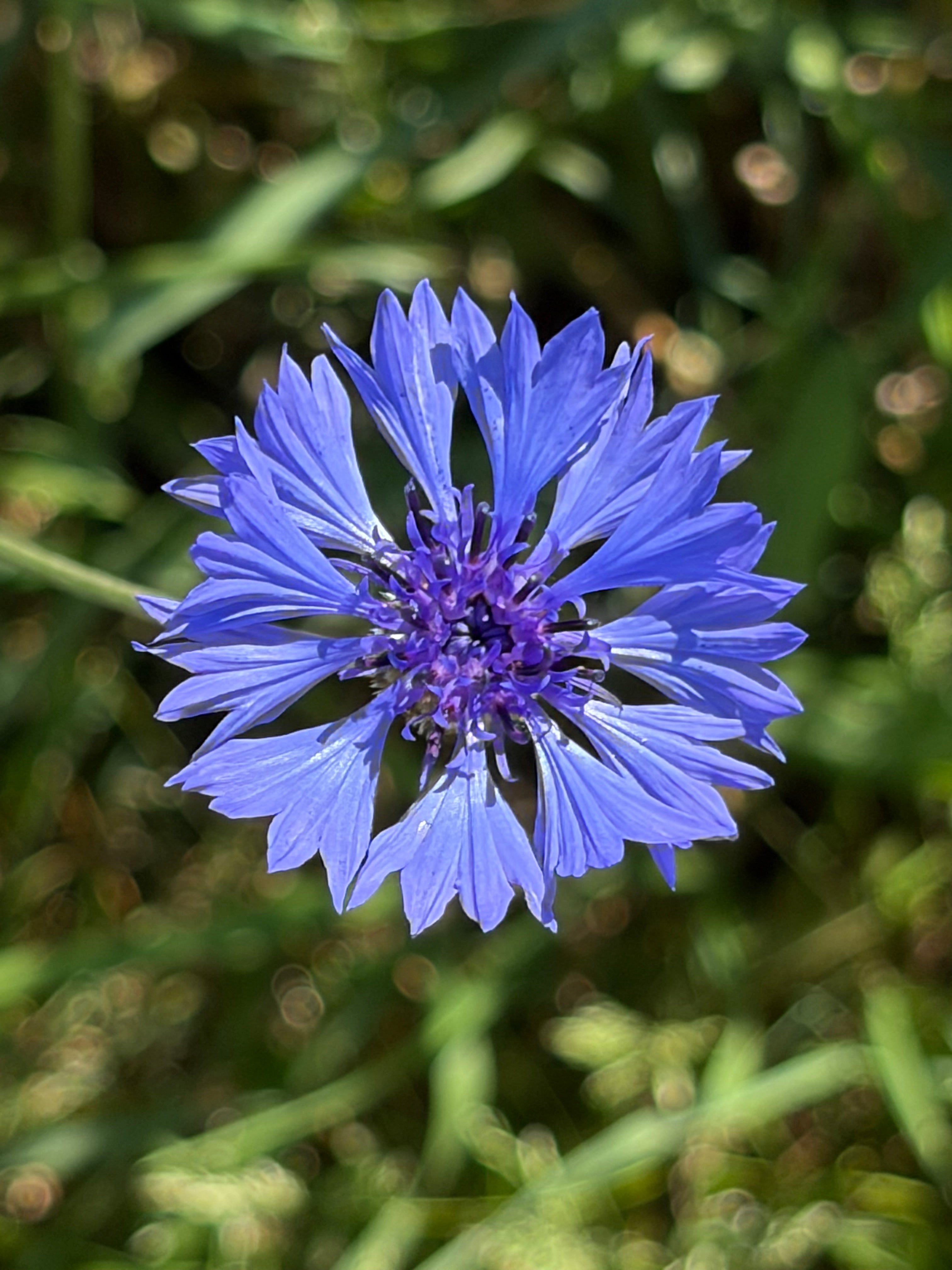 Kornblume blau (Centaurea cyanus) - Samen, Saatgut 1g