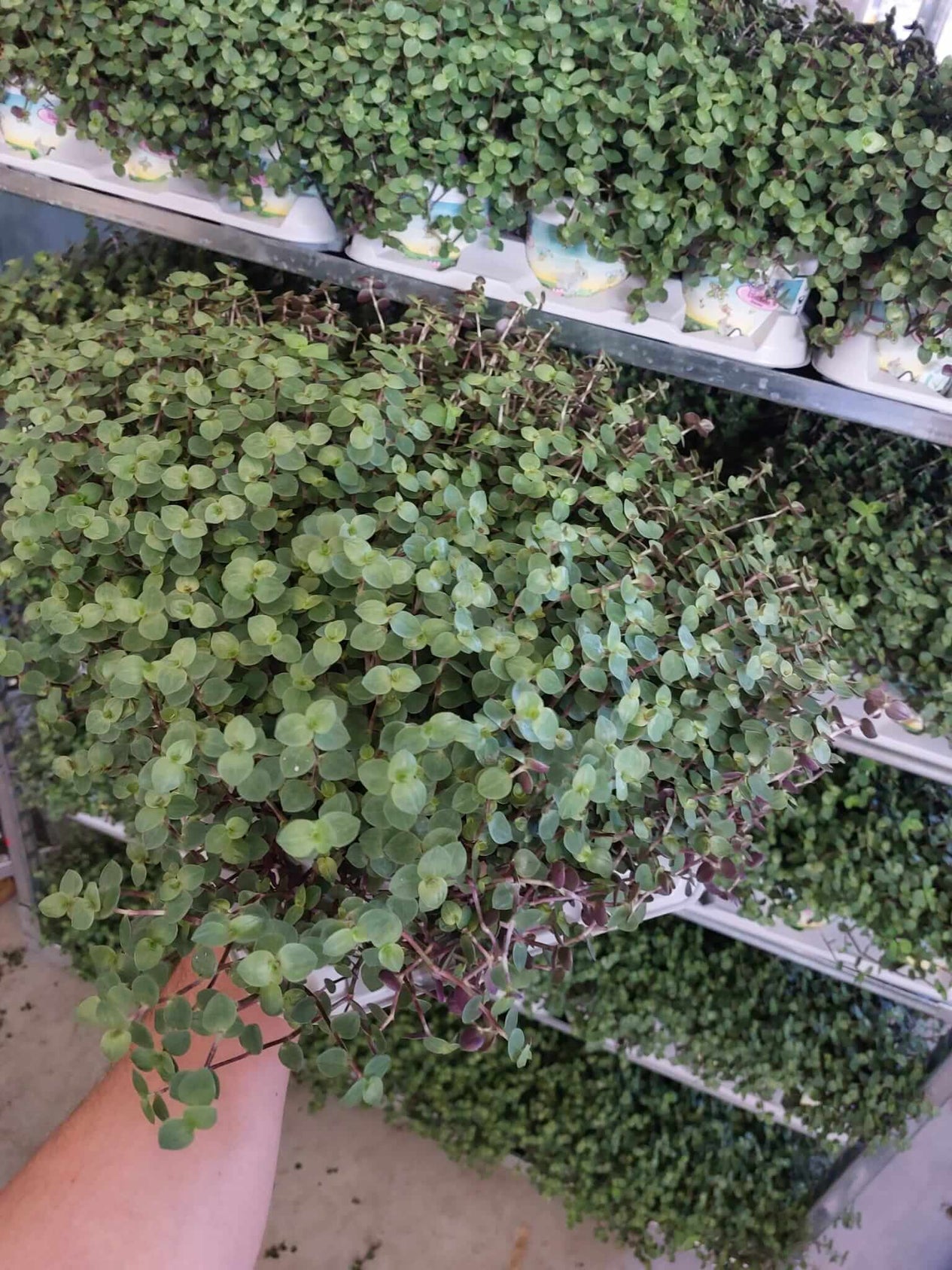 Kriechendes Schönpolster Callisia repens