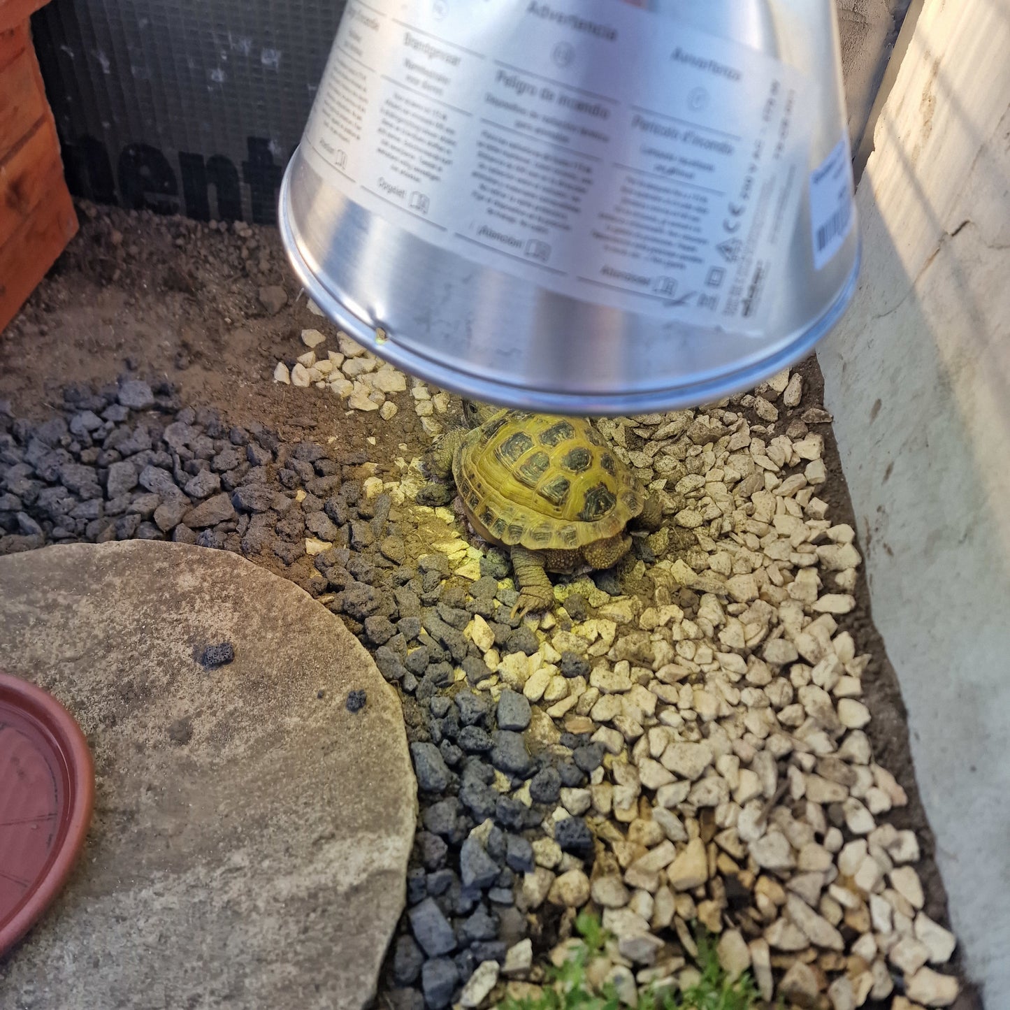 Lampenset für Schildkröte