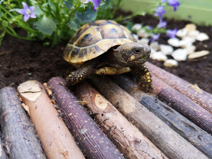 Weidenbrücke für Schildkröten
