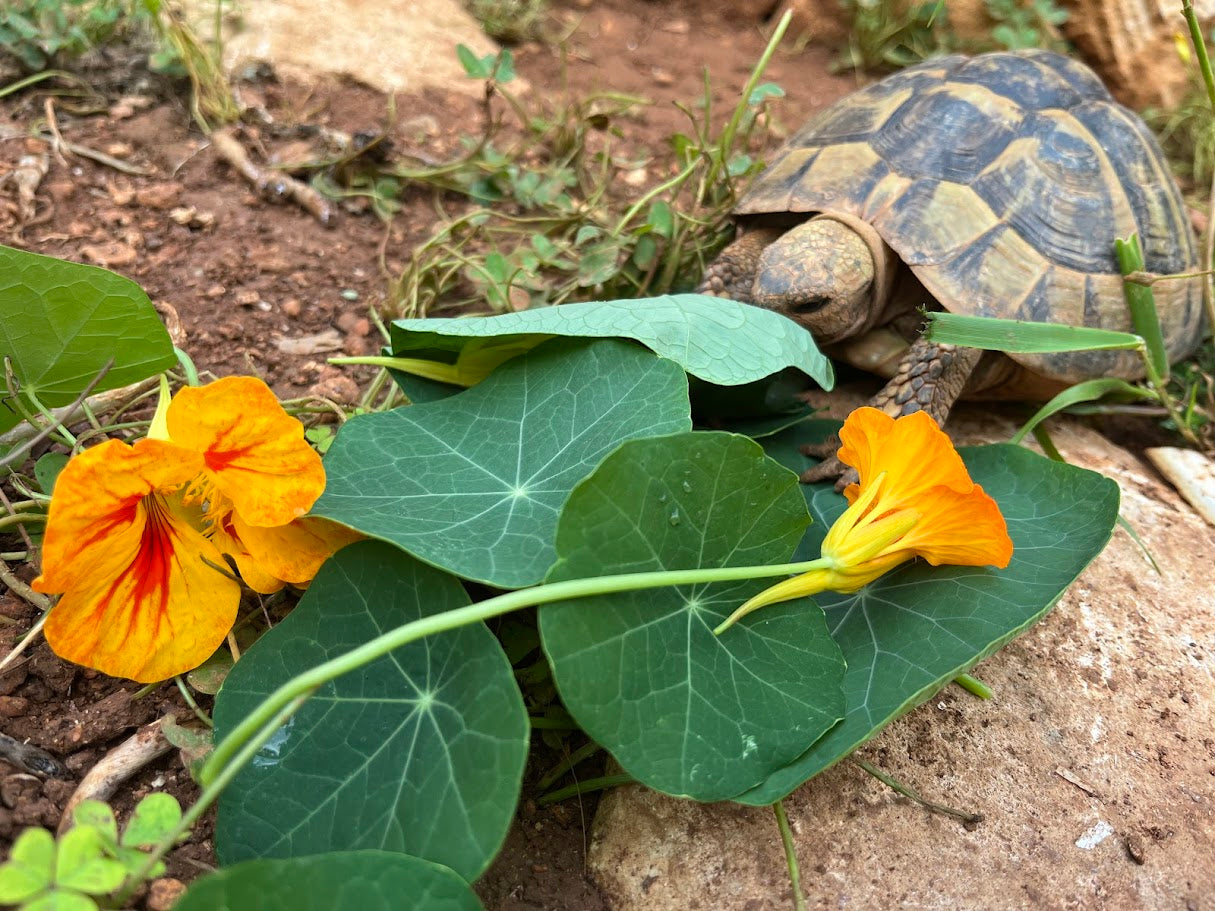 Landschildkröte frisst Kapuzinerkresse