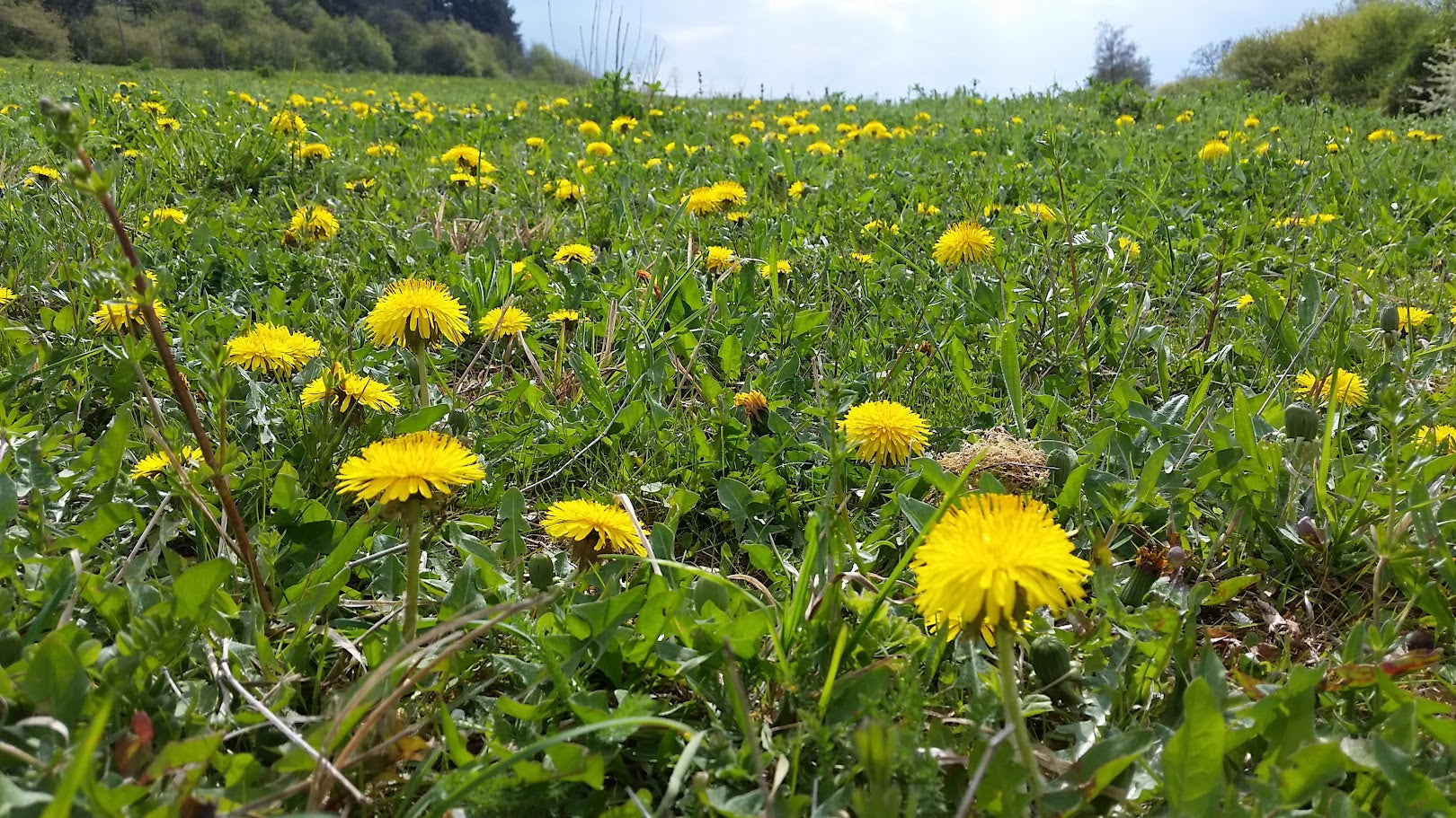 Löwenzahn auf einer Wiese