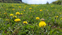 Löwenzahn auf einer Wiese