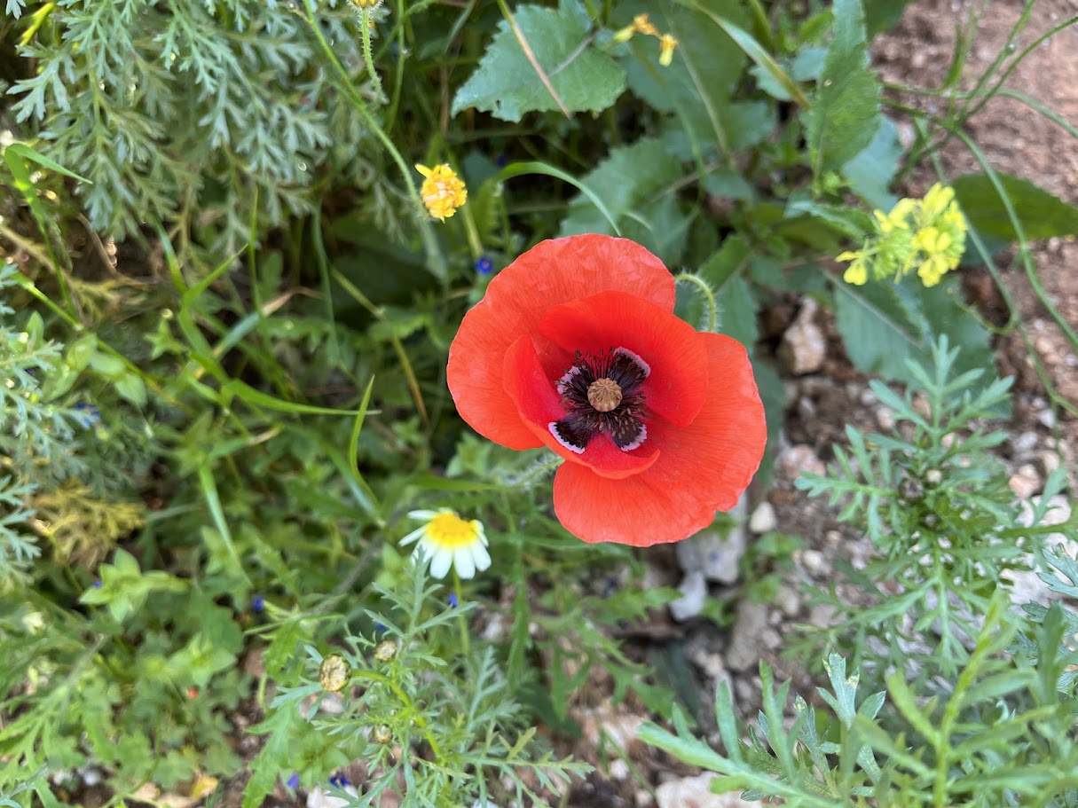 Mohnblume für Schildkröten