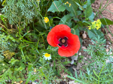 Mohnblume für Schildkröten