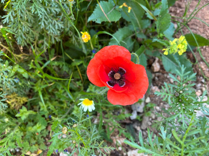 Mohnblume für Schildkröten