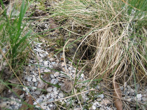 Muschelschalenschrot im Gehege