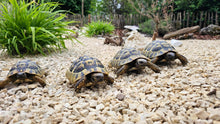 Natur-Splitt Kalkstein für Schildkröten