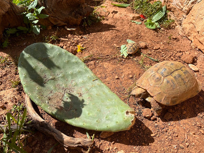 Opuntien-Blatt (Ficus indica) als Futter für Schildkröte