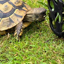 Pflanzenschutzabdeckung mit Landschildkröte