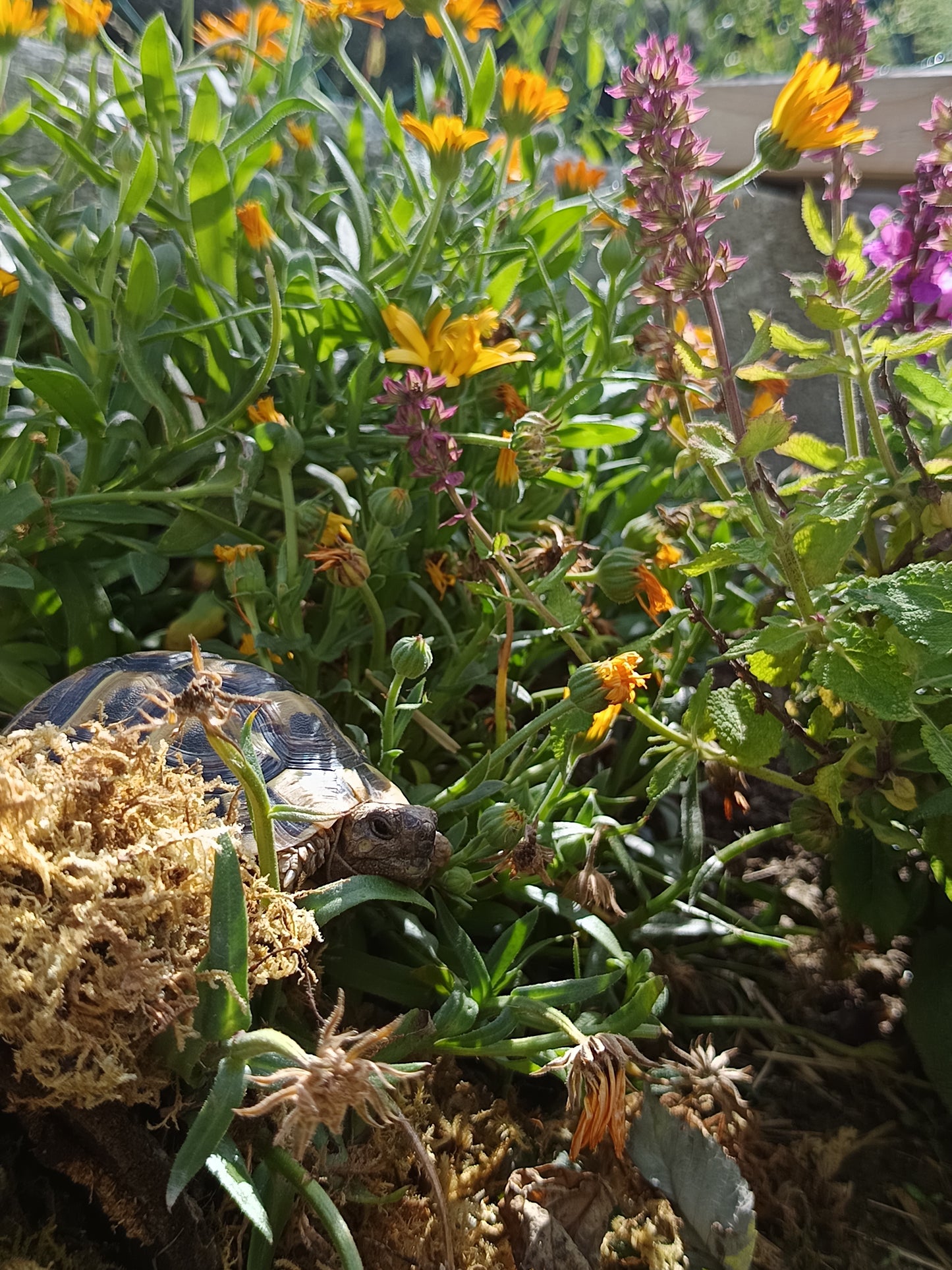 Ringelblume (Calendula officinalis) - Samen, Saatgut 1g