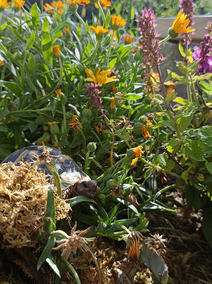 Ringelblume (Calendula officinalis) - Samen, Saatgut 1g