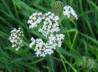 Schafgarbe Achillea millefolium - Futter für Schildkröten
