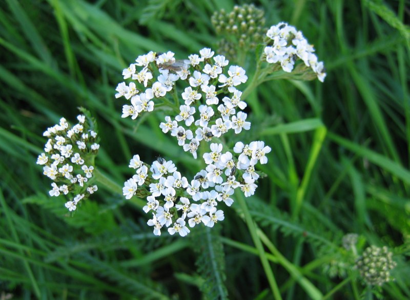 Schafgarbe Achillea millefolium - Futter für Schildkröten