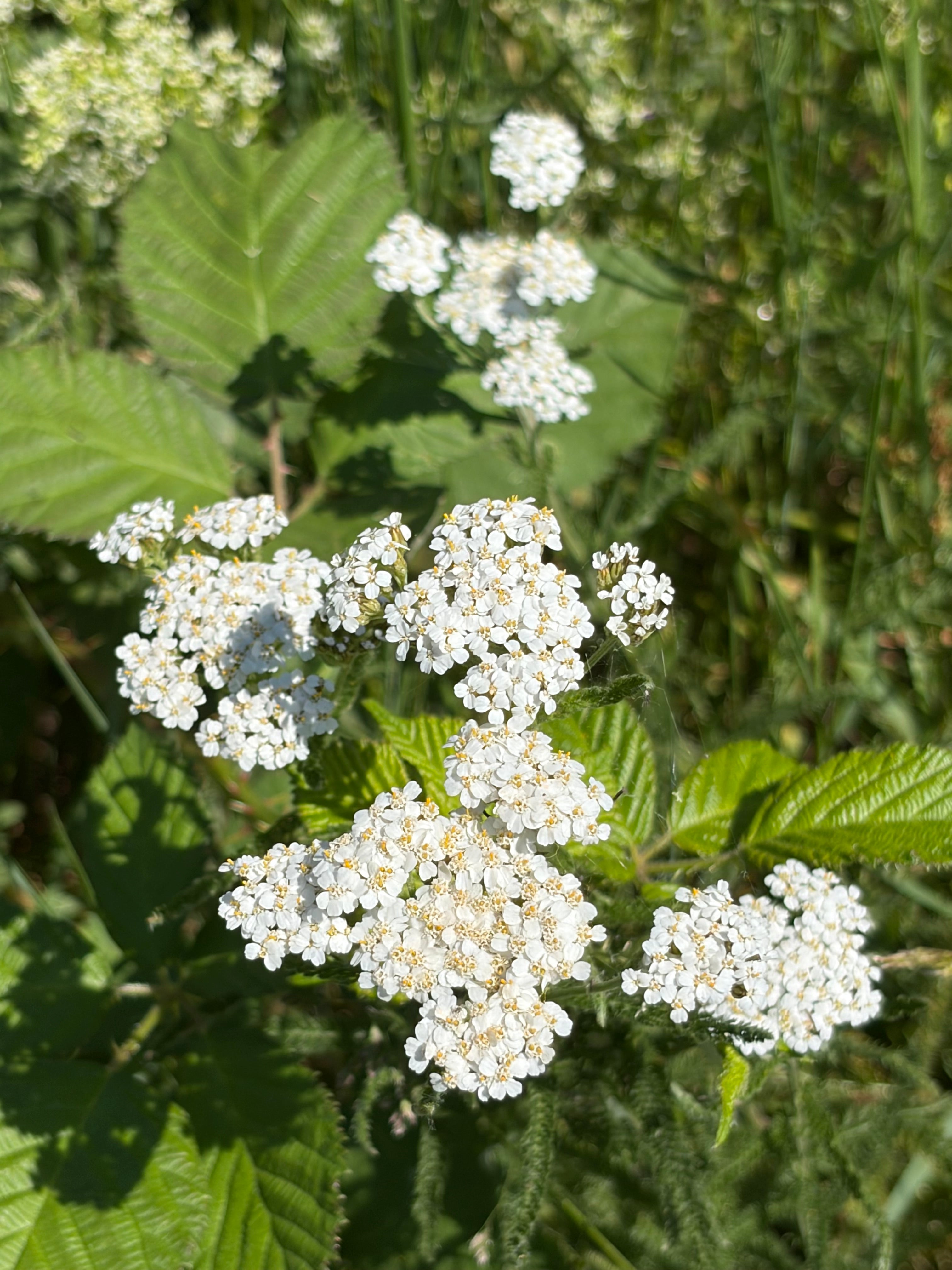 Schafgarbe (Achillea millefolium) - Samen, Saatgut 1 g