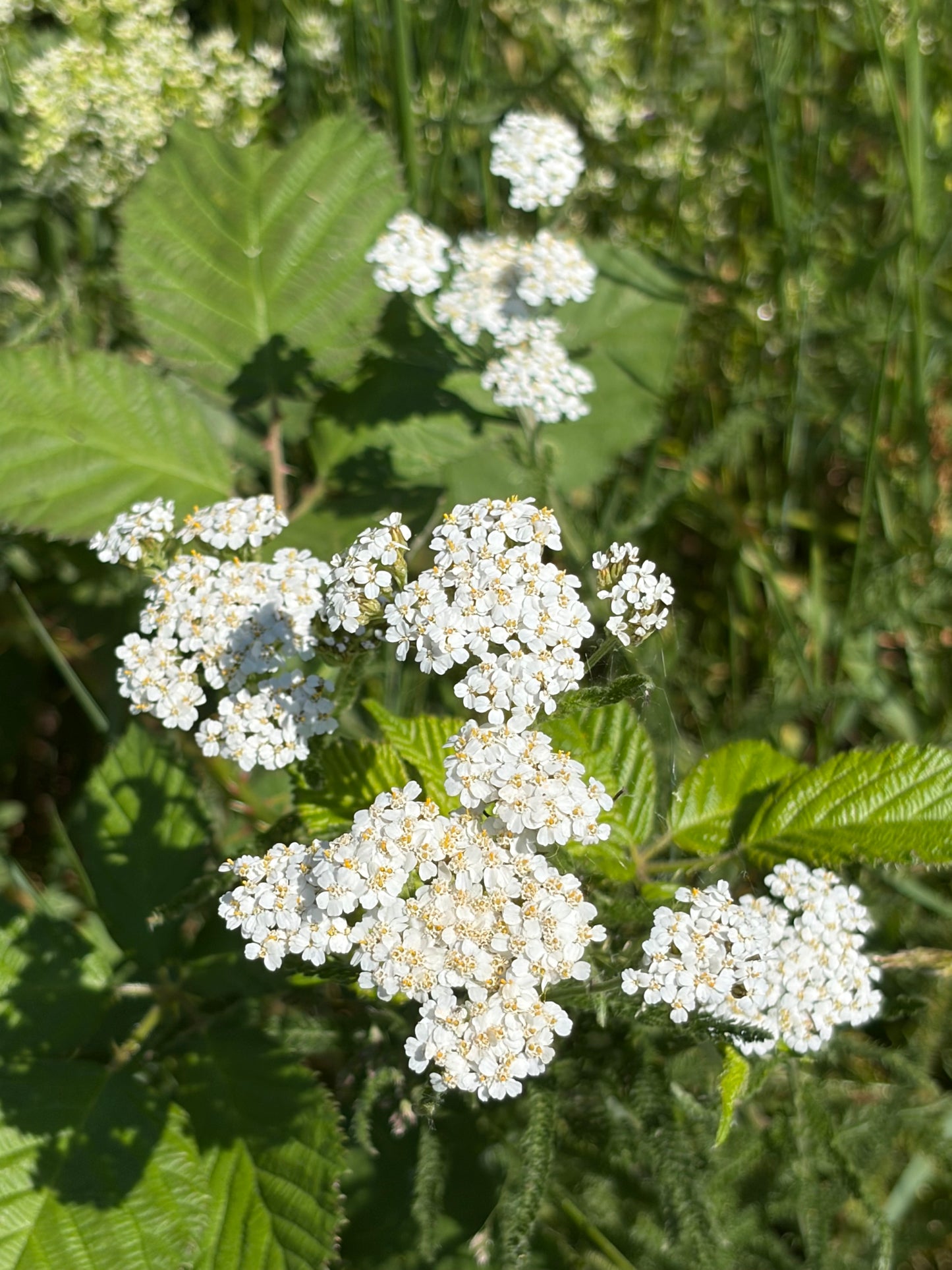 Schafgarbe (Achillea millefolium) - Samen, Saatgut 1 g
