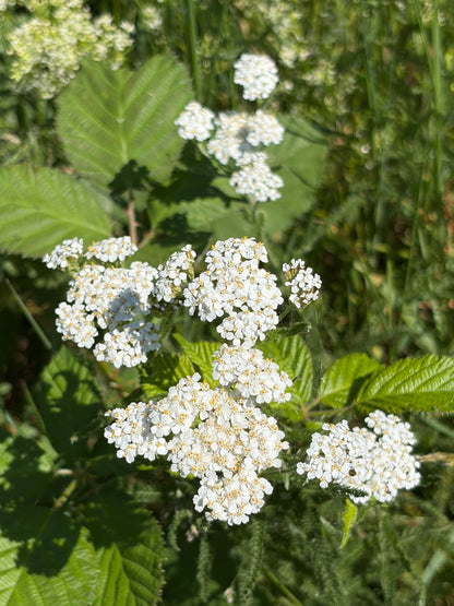 Schafgarbe (Achillea millefolium) - Samen, Saatgut 1 g