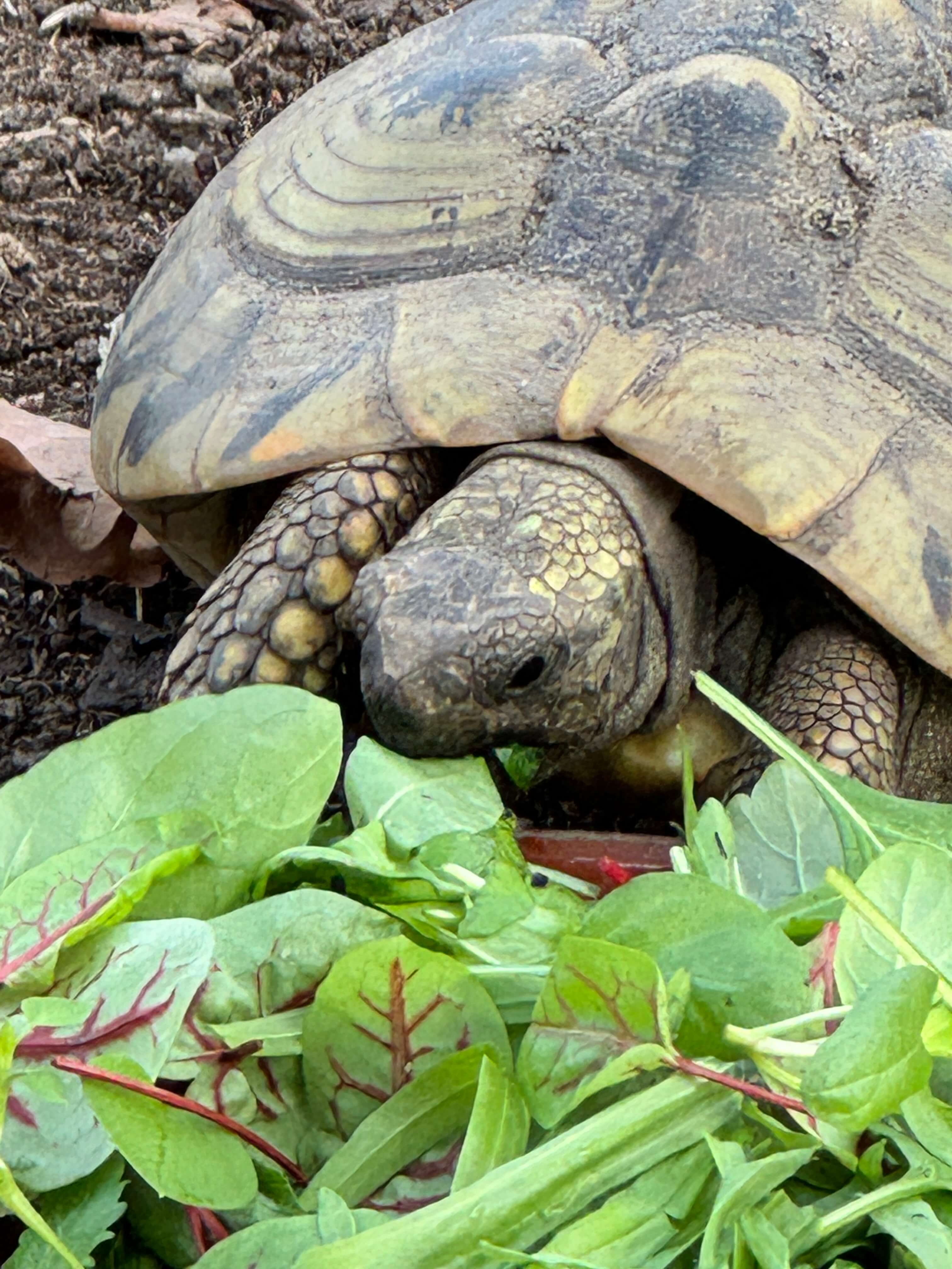 Schildkröte frisst BIO Futterpflanze