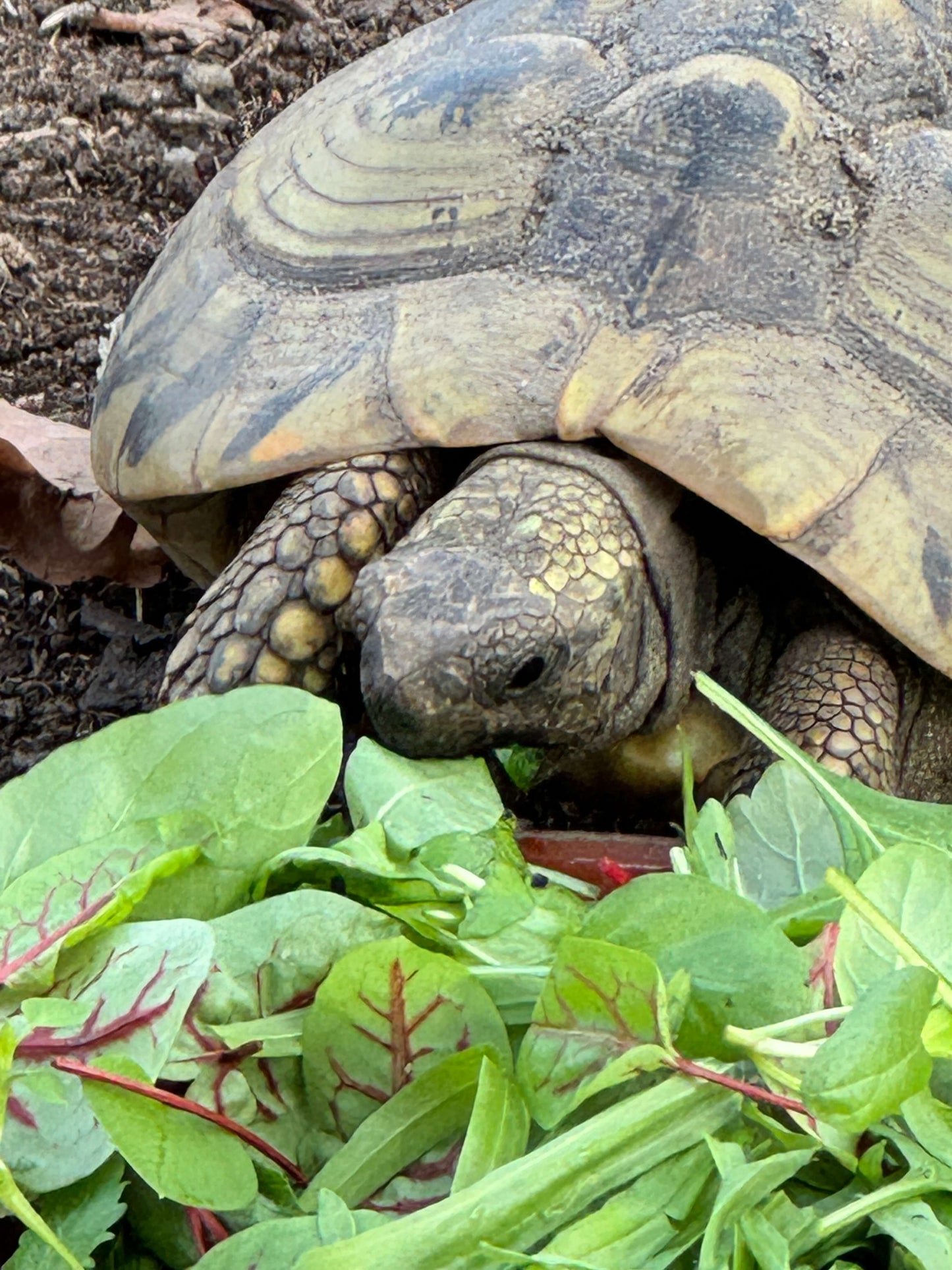Schildkröte frisst BIO Futterpflanze