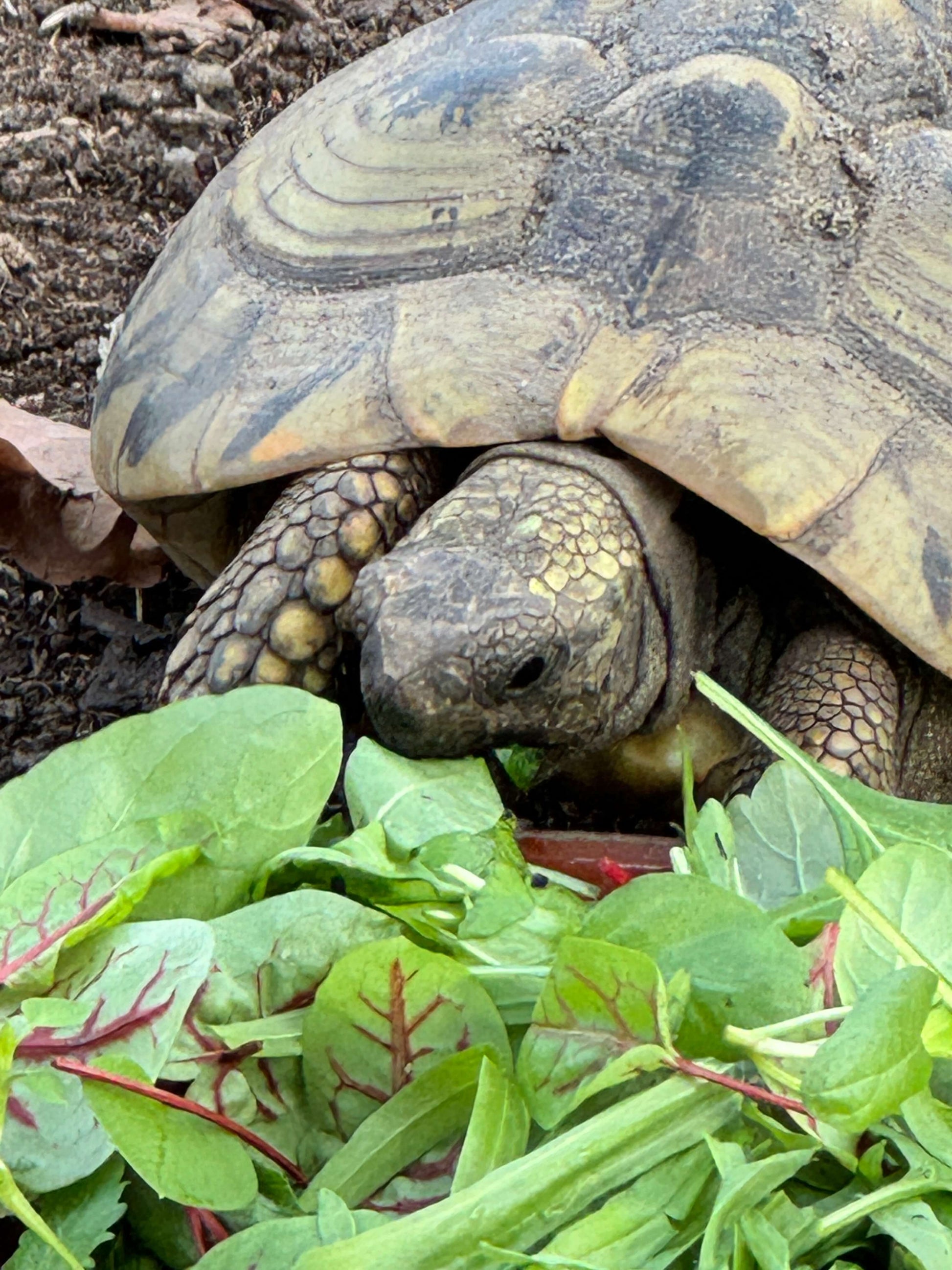 Gehegepflanzen und Futterpflanzen für Landschildkröten (BIO) – Schildkröten.de 