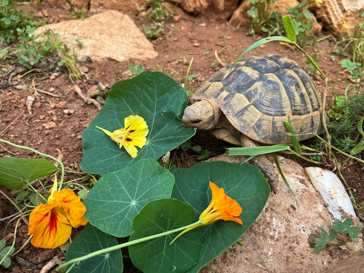 Schildkröte frisst Kapuzinerkresse