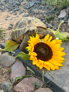 Schildkröte mit Sonnenblume