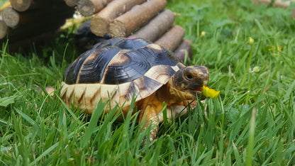 Schildkröte vor einer Weidenholzbrücke