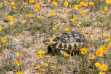 Schildkröte mit Acker-Ringelblume - Calendula arvensis