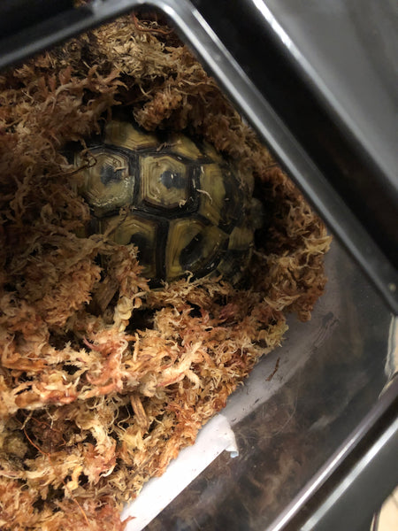 Schildkröten Baby in Sphagnum Moos