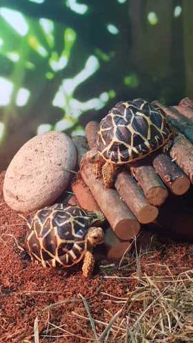 Schildkröten auf Weidenbrücke