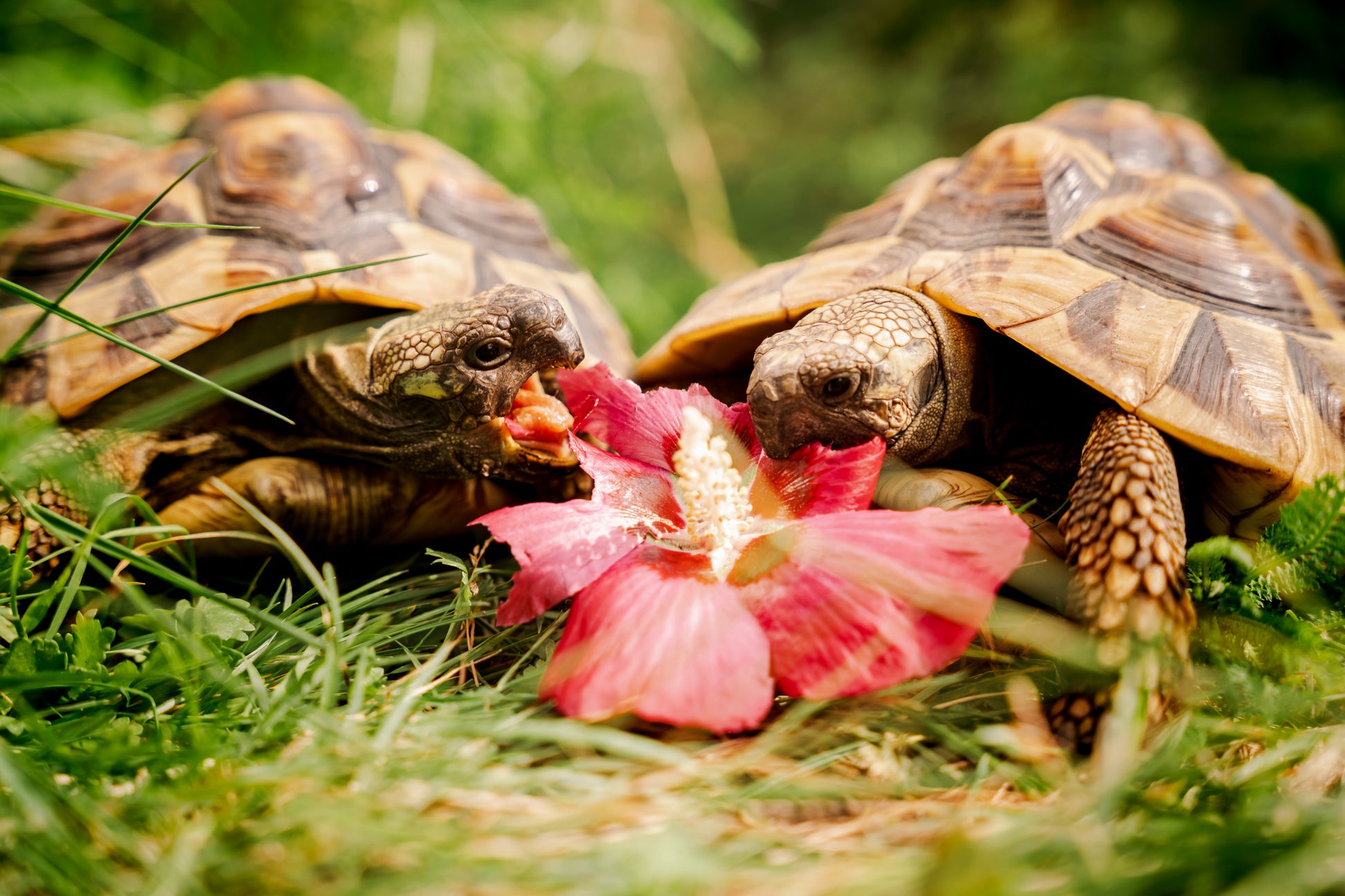 Schildkröten mit Hibiskusblüten