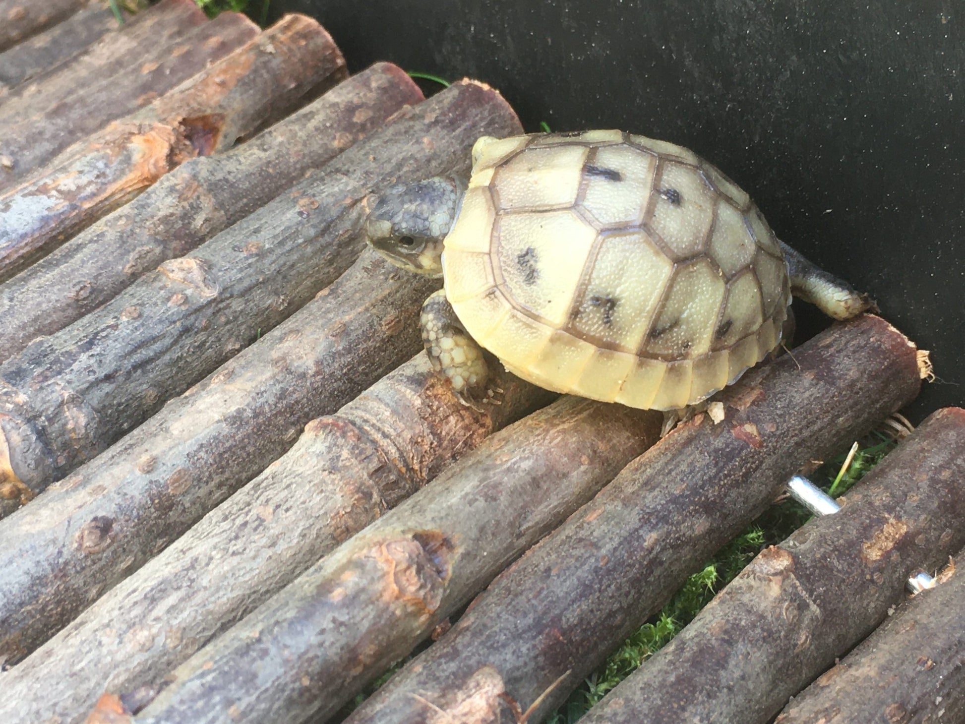 Schildkrötenbaby auf Weidenholzbrücke