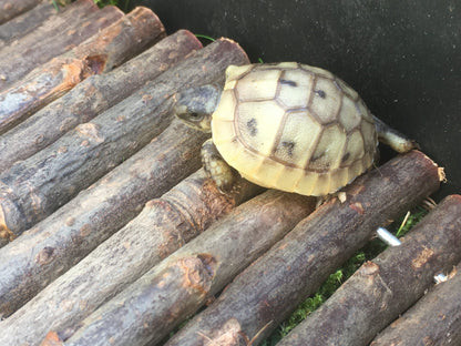 Schildkrötenbaby auf Weidenholzbrücke