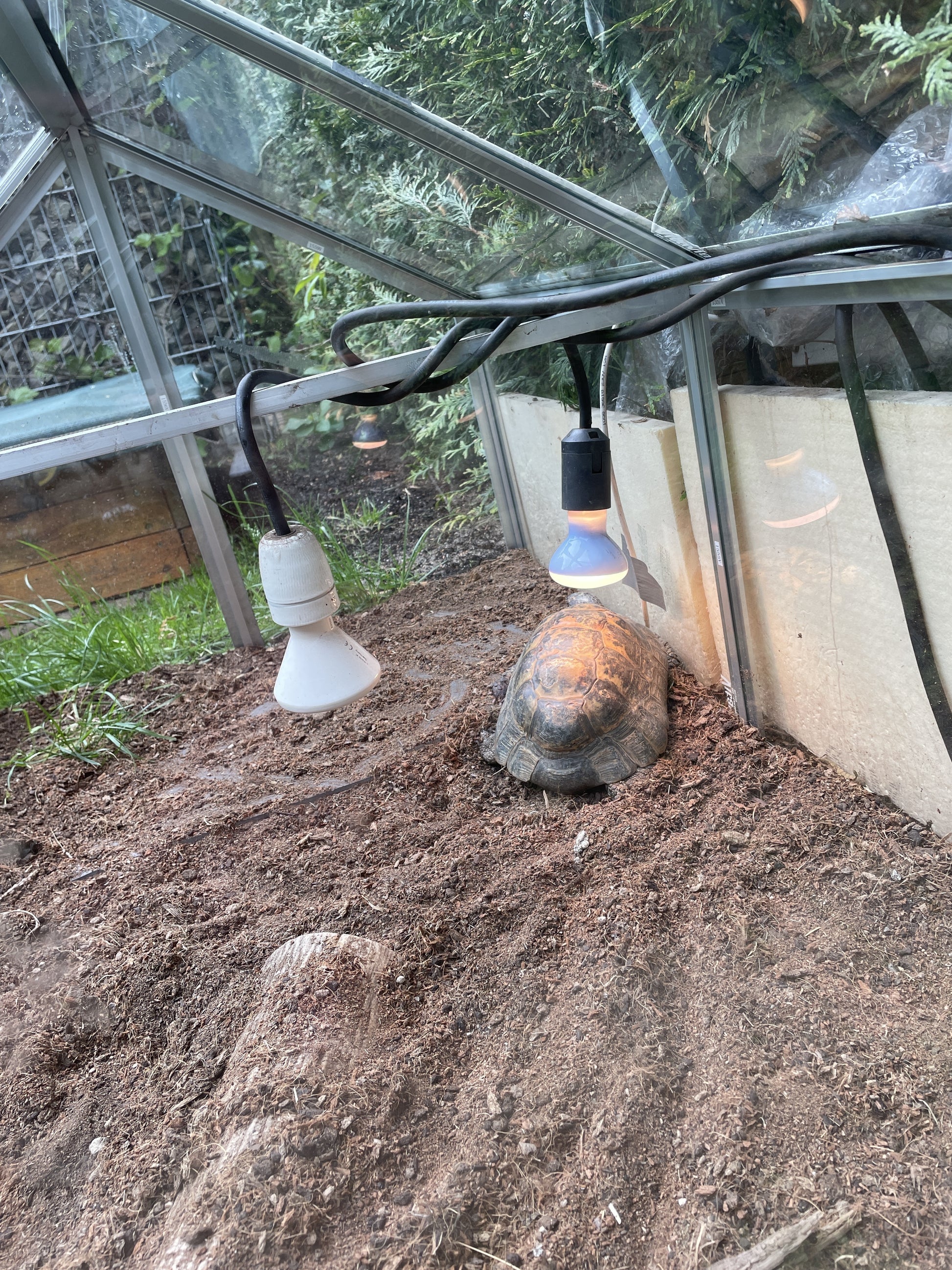 Schildkrötenerde im Frühbeet