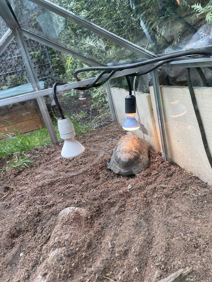 Schildkrötenerde im Frühbeet