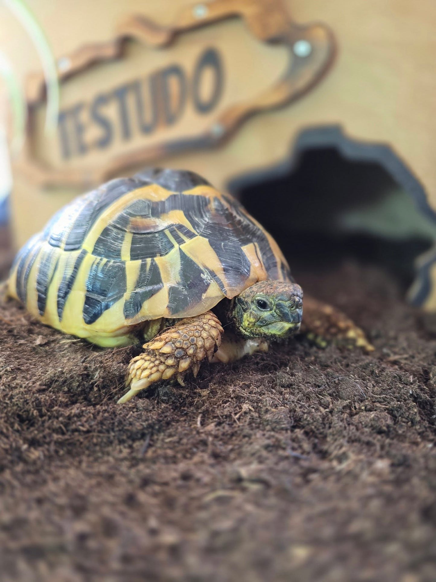 Schildkrötenhaus aus Holz - Deckelheizung optional