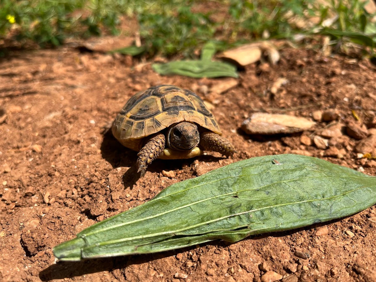 Schlüpfling Griechische Landschildkröte vor Spitzwegerich