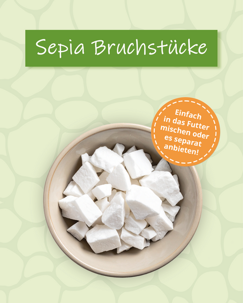 Sepiaschale für Schildkröten